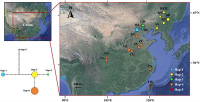 Molecular evidence provides new insights into the evolutionary origin of an ancient traditional Chinese medicine, the domesticated “Baizhi”